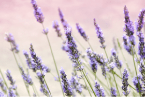 lavender