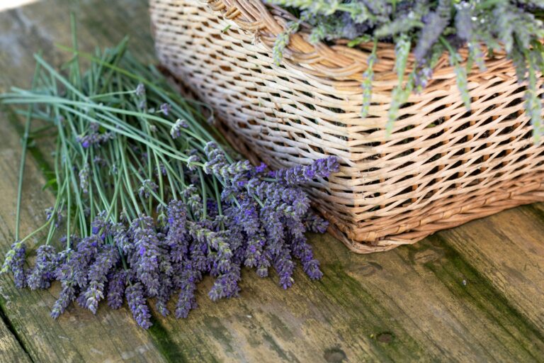 cut lavender laying next to wicker basket