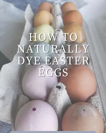naturally dyed easter eggs in a paper carton