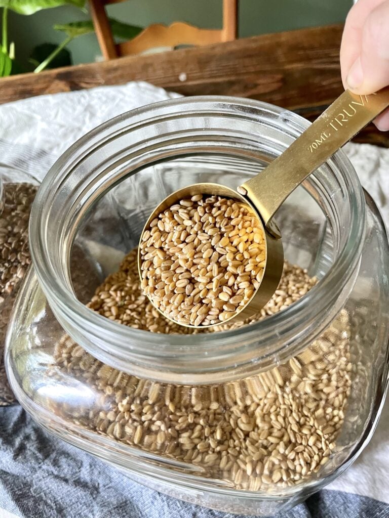 wheat berries in glass storage container being scooped out